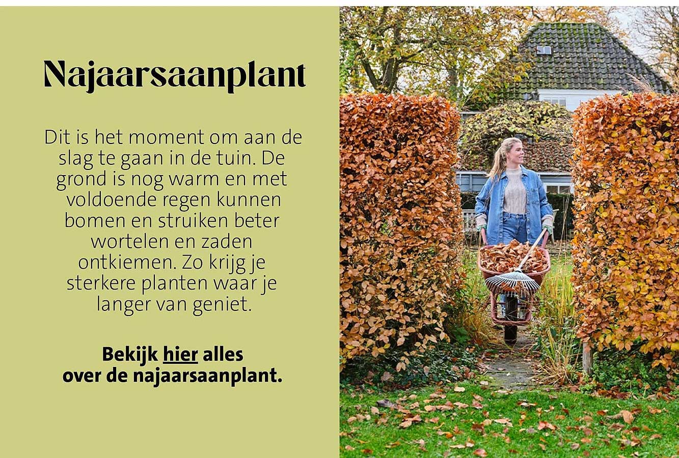 Najaarsaaanplant