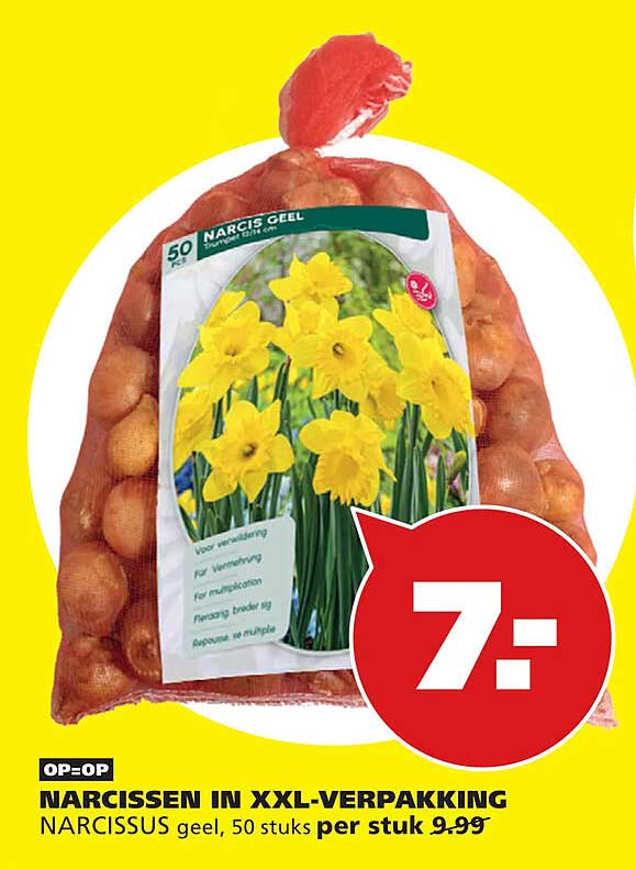 NARCISSEN IN XXL-VERPAKKING NARCISSUS geel, 50 stuks per stuk