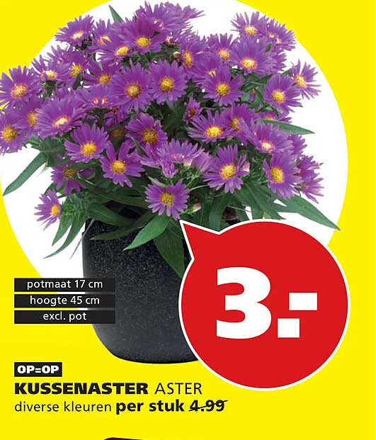 OP=OP KUSSENASTER ASTER diverse kleuren per stuk