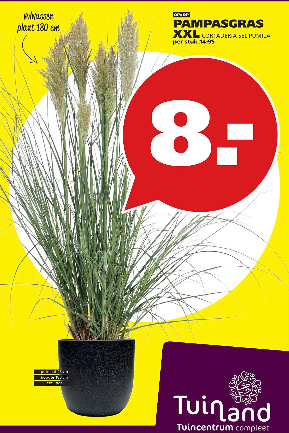 PAMPASGRAS XXL CORTADERIA SEL PUMILA