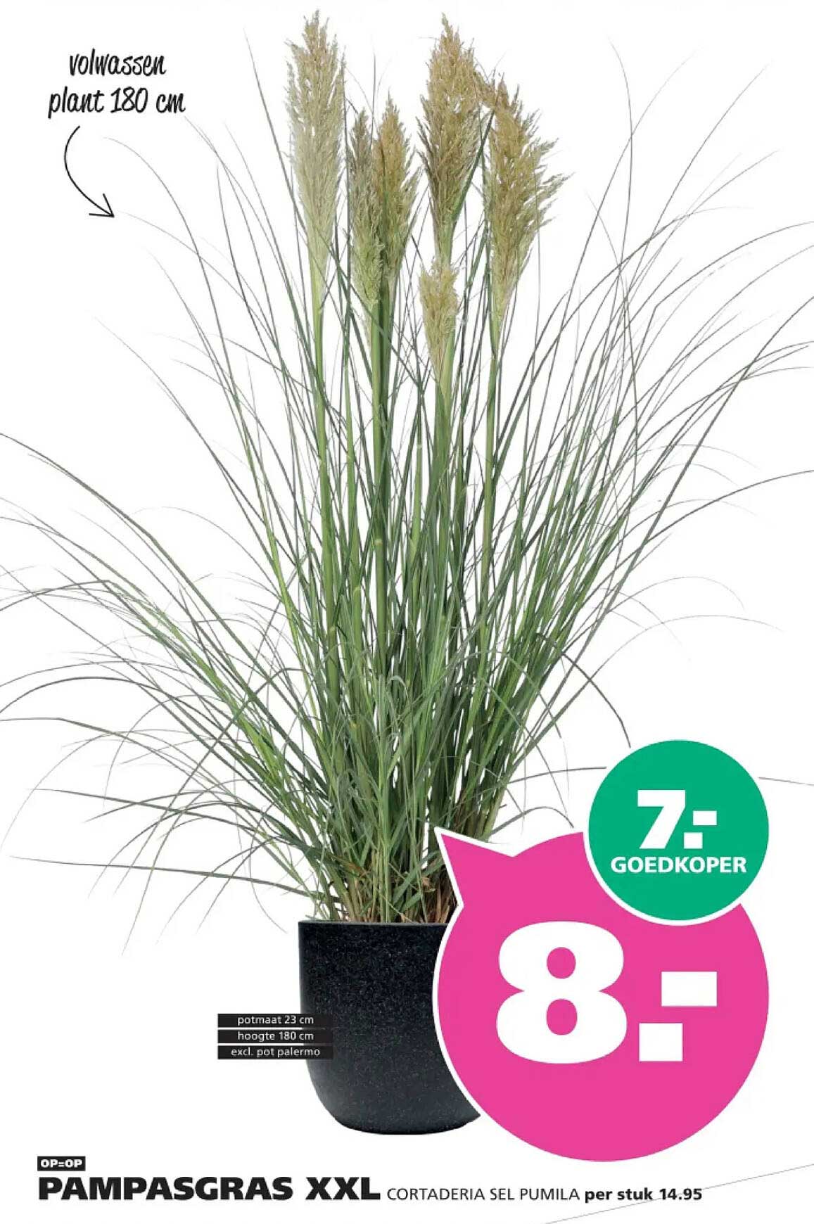 PAMPASGRAS XXL CORTADERIA SEL PUMILA per stuk