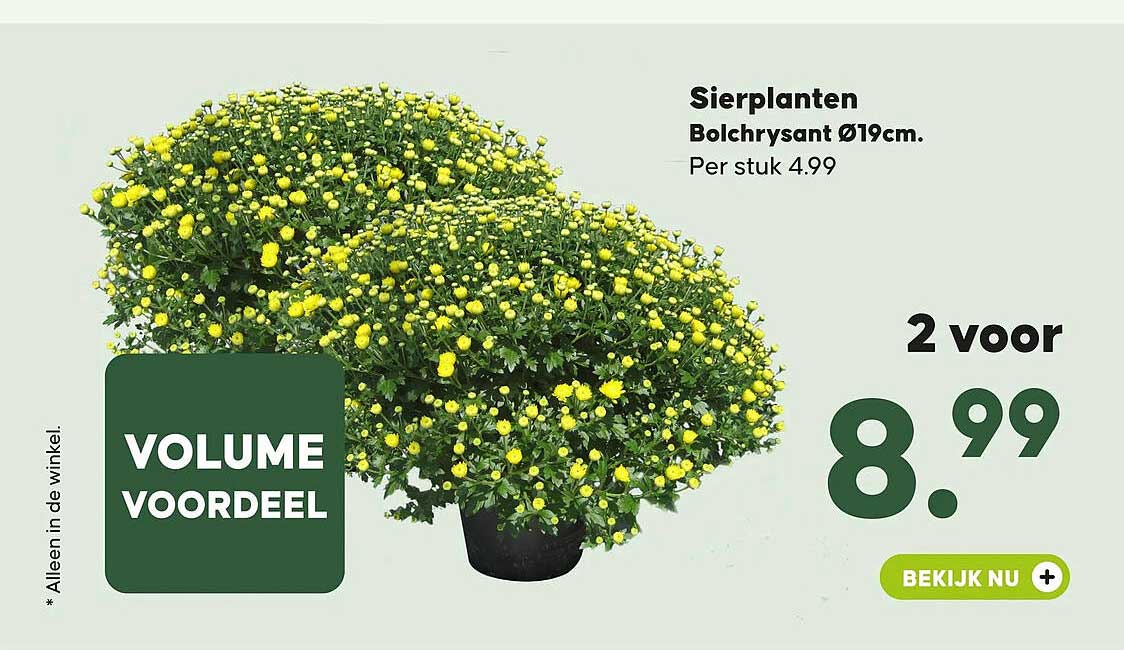Sierplanten Bolchrysant Ø19cm. Per stuk 4.99