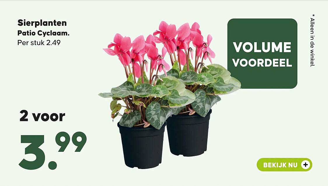 Sierplanten Patio Cyclaam. Per stuk 2.49 Volume voordeel