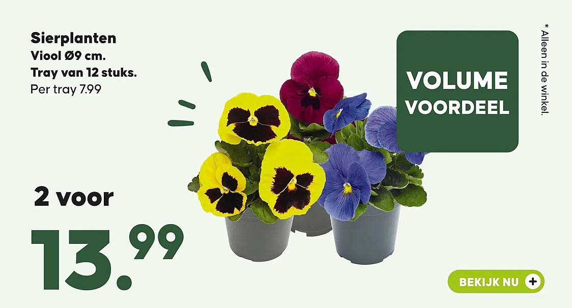 Sierplanten Viool Ø9 cm. Tray van 12 stuks. 2 voor 13.99 VOLUME VOORDEEL