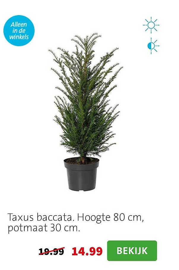 Taxus bacata. Hoogte 80 cm, potmaat 30 cm.