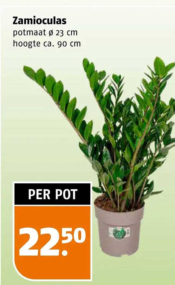 Zamioculas potmaat ø 23 cm hoogte ca. 90 cm