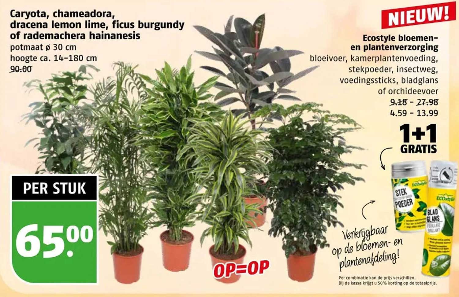 Caryota, chamaedora, dracaena lemon lime, ficus burgundy of rademachera hainanesis potmaat ø 30 cm hoogte ca. 14-180 cm