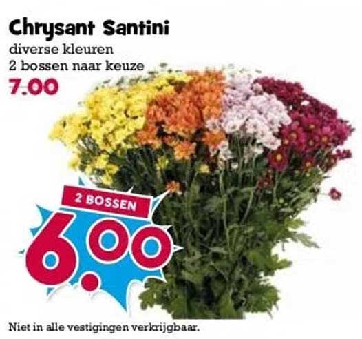 Chrysant Santini