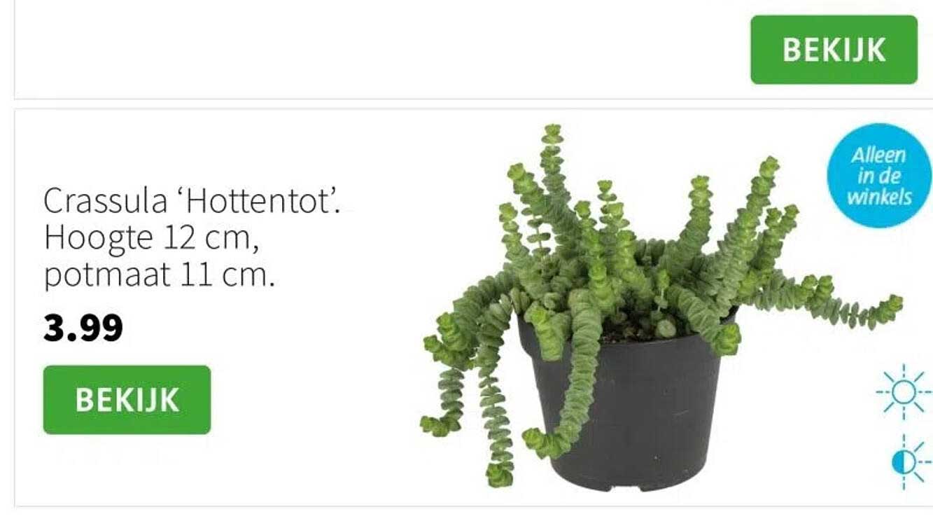 Crassula ‘Hottentot’. Hoogte 12 cm, potmaat 11 cm.