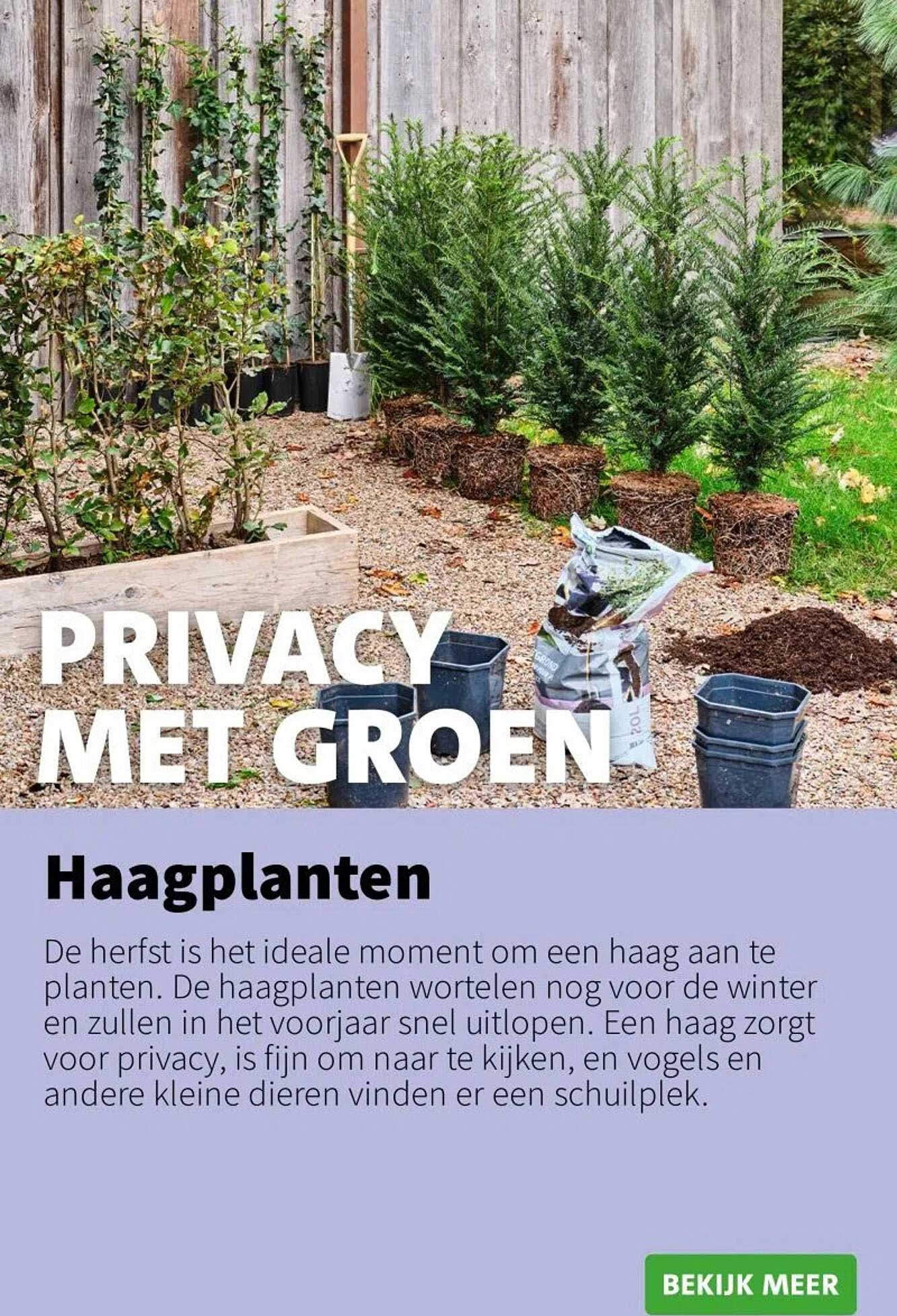 Haagplanten