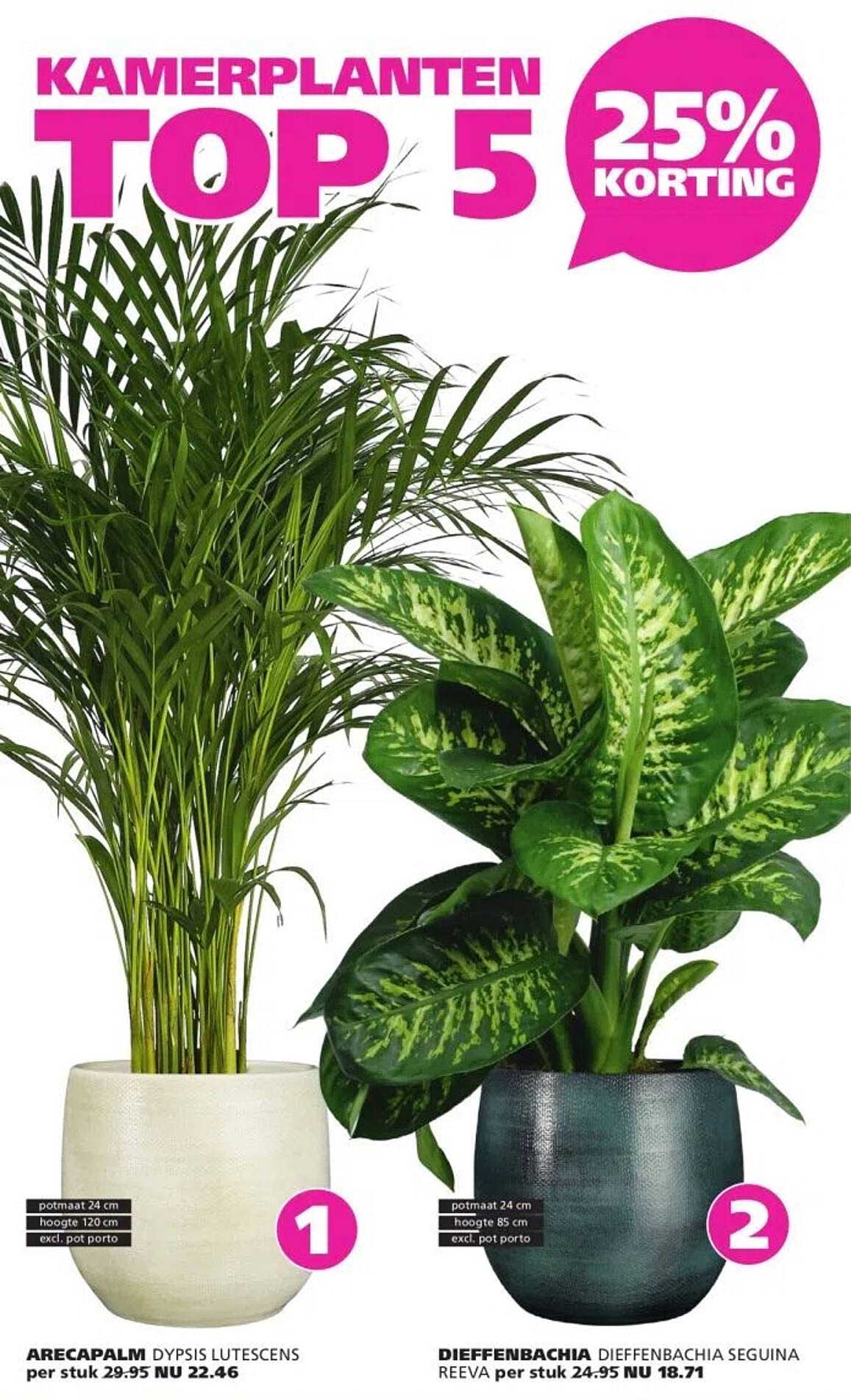 KAMERPLANTEN TOP 5 25% KORTING