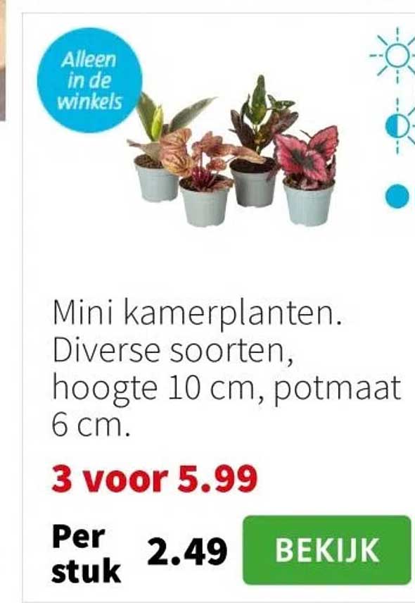 Mini kamerplanten. Diverse soorten, hoogte 10 cm, potmaat 6 cm.
