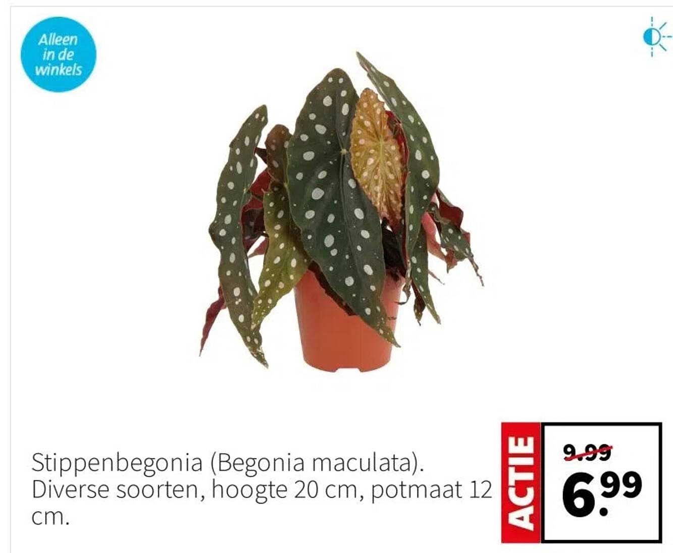 Stippenbegonia (Begonia maculata).