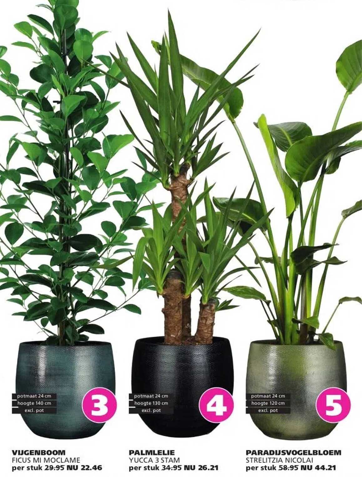 Vijgenboom Ficus Mi Moclamé per stuk 29.95 NU 22.46