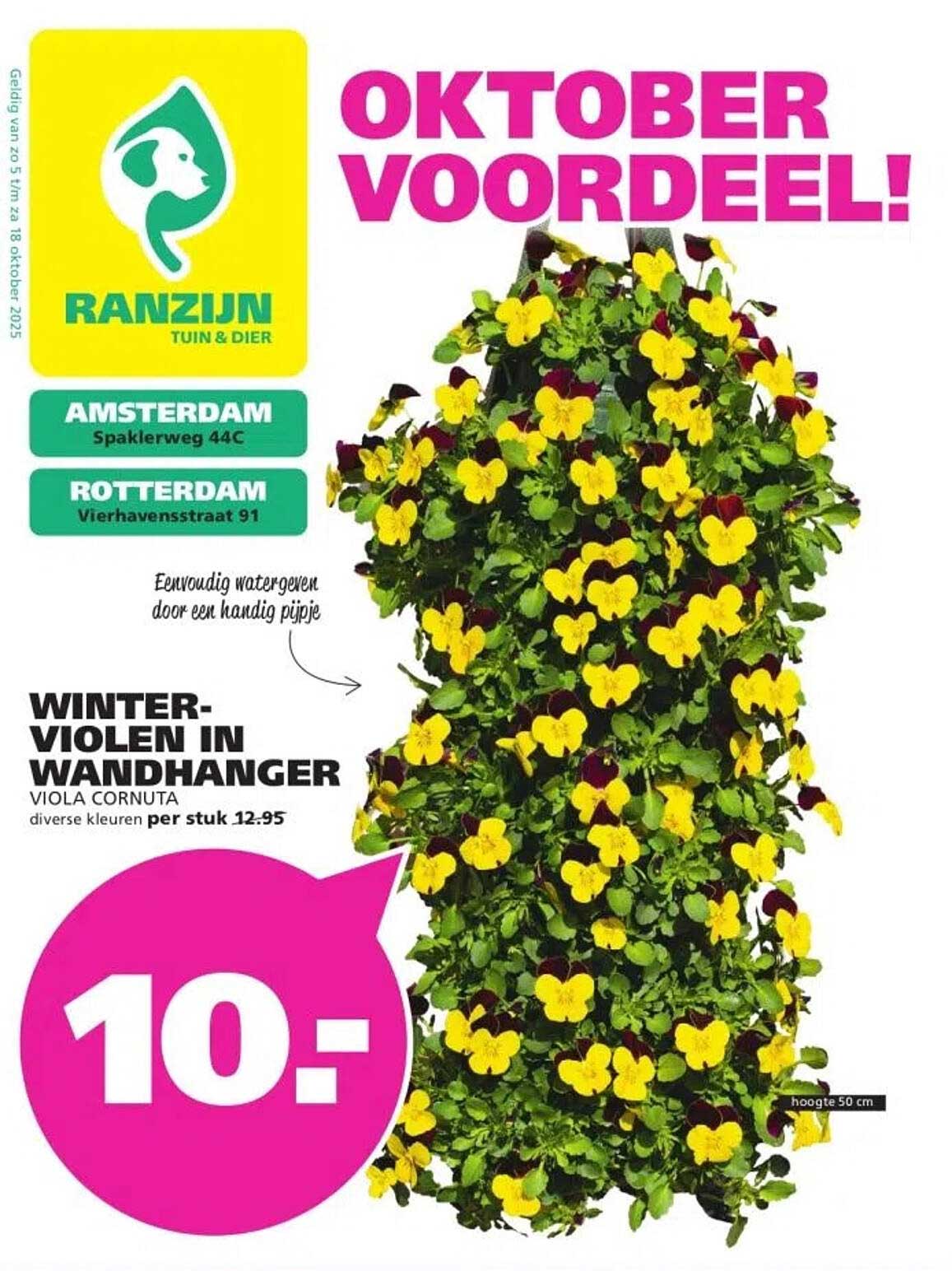WINTER-VIOLEN IN WANDHANGER