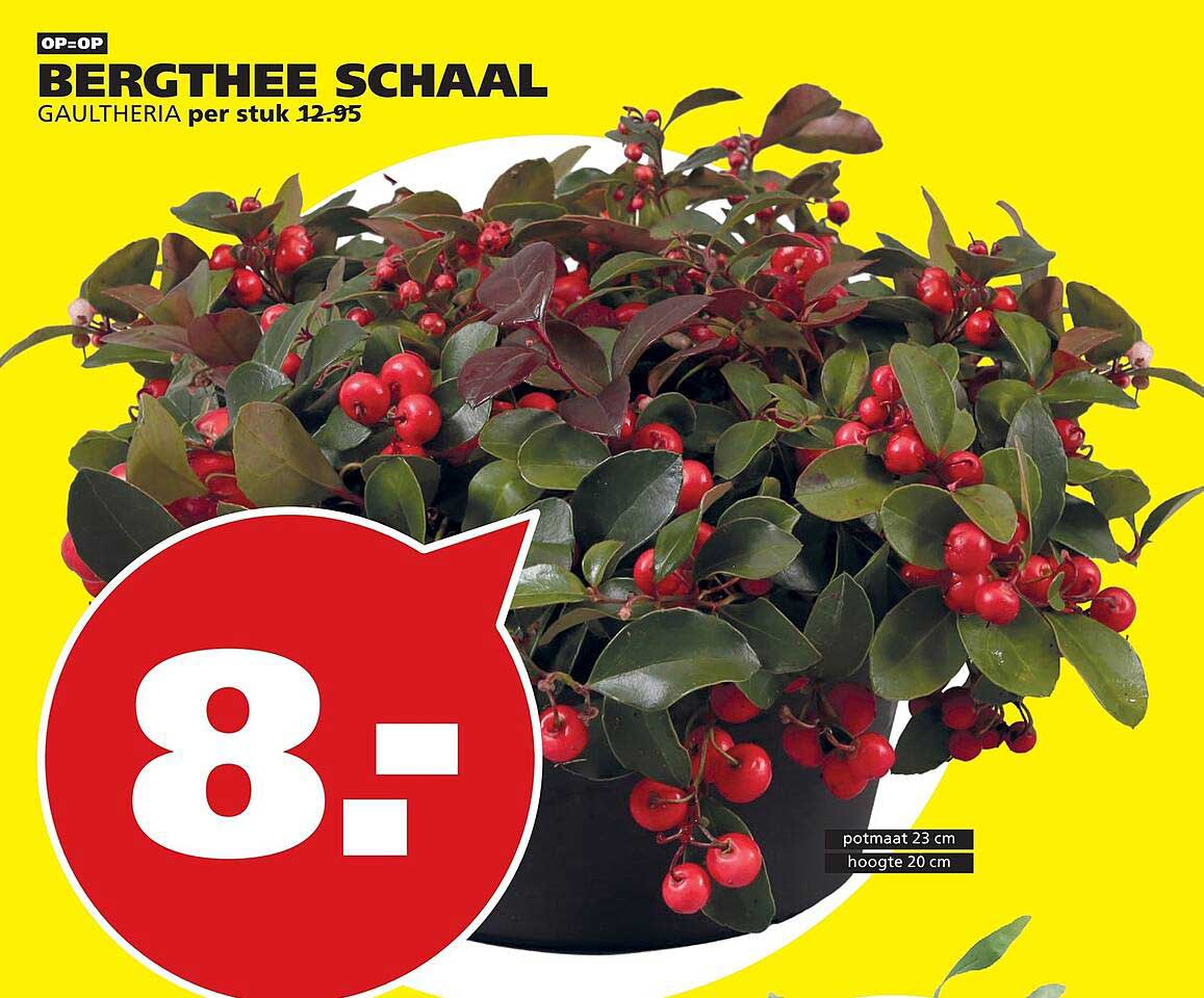 BERGTHEE SCHAAL GAULTHERIA per stuk