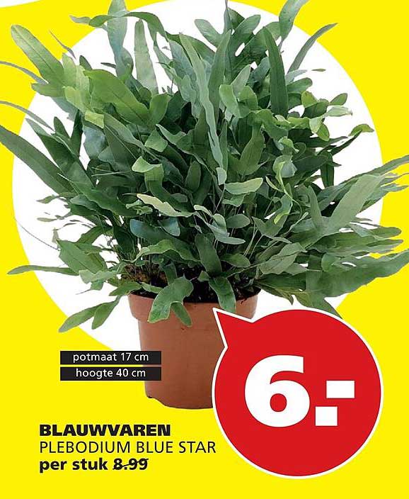 BLAUWVAREN PLEBODIUM BLUE STAR per stuk