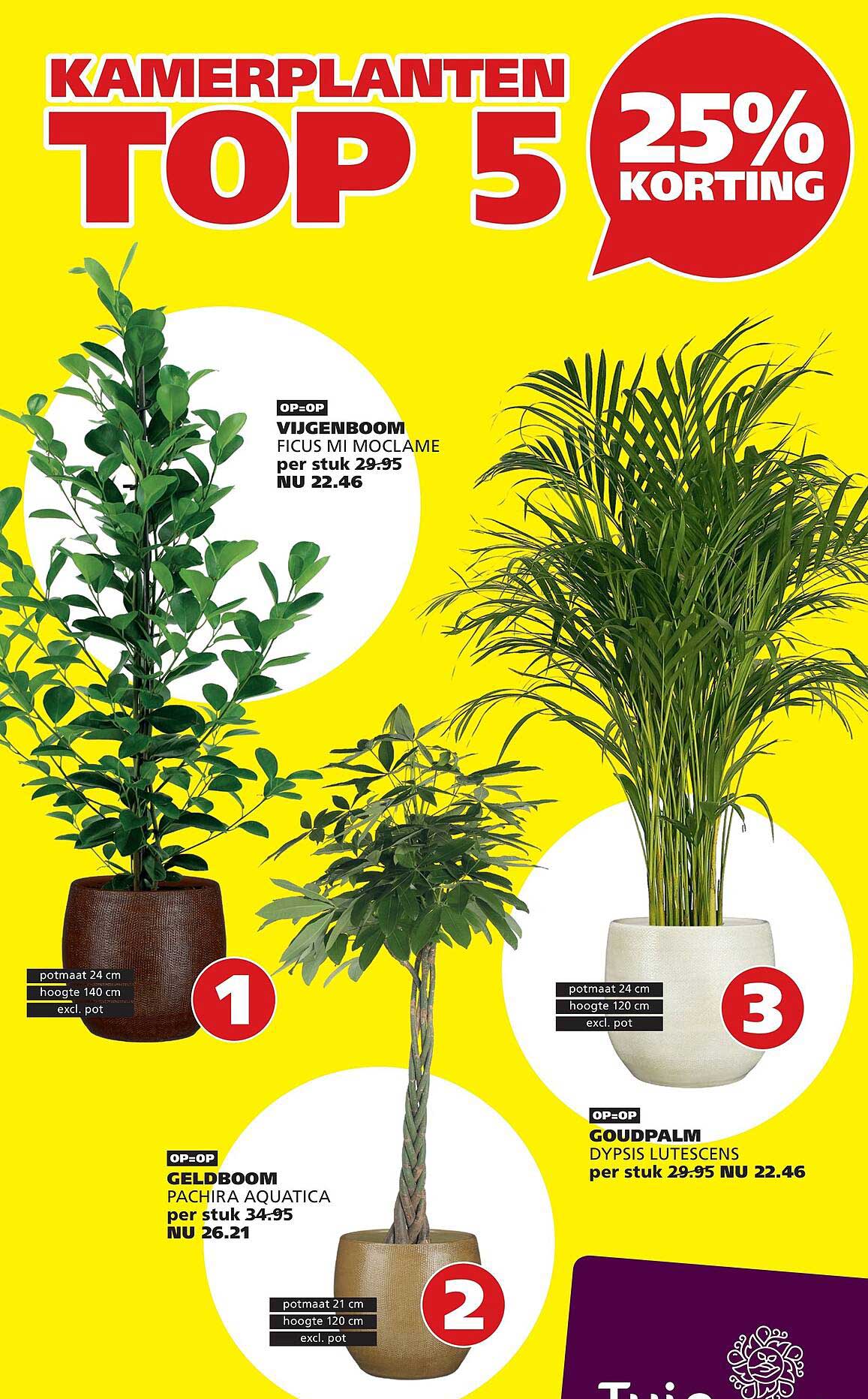 Kamerplanten top 5 25% korting