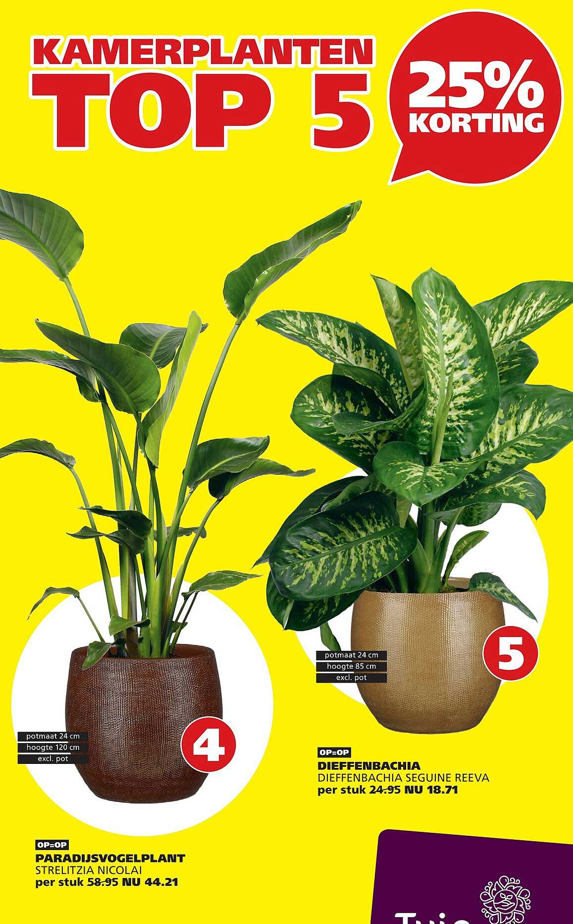 Kamerplanten top 5 25% korting