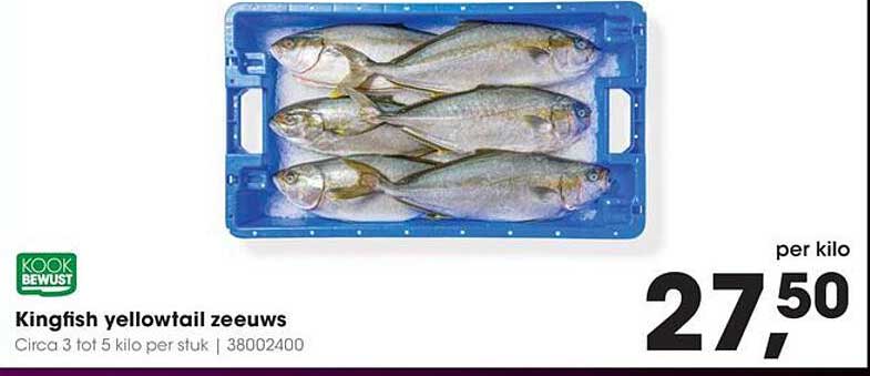 Kingfish yellowtail zeeuws