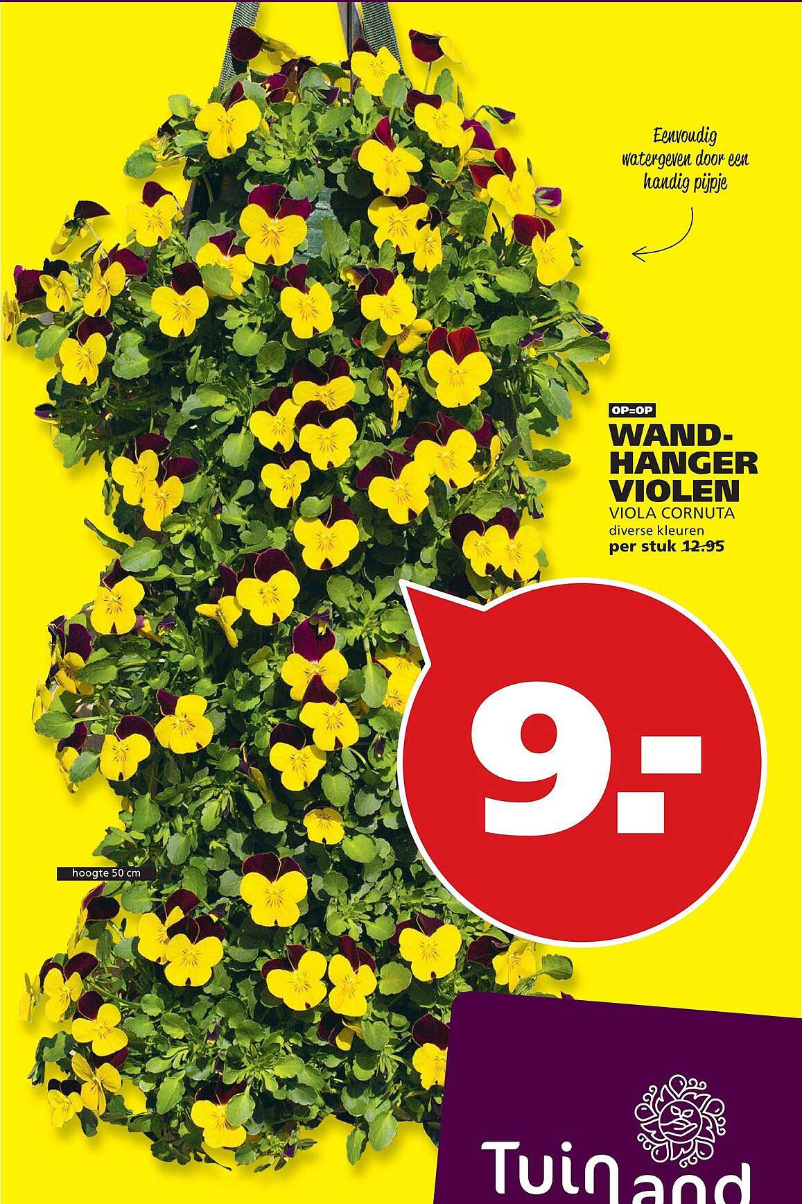 Wand-hanger violen Viola cornuta diverse kleuren per stuk