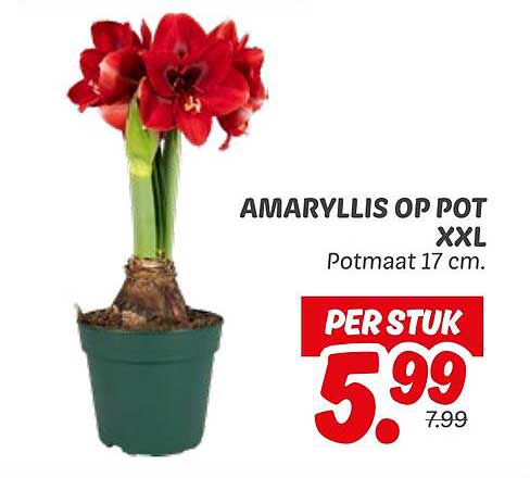 AMARYLLIS OP POT XXL Potmaat 17 cm.