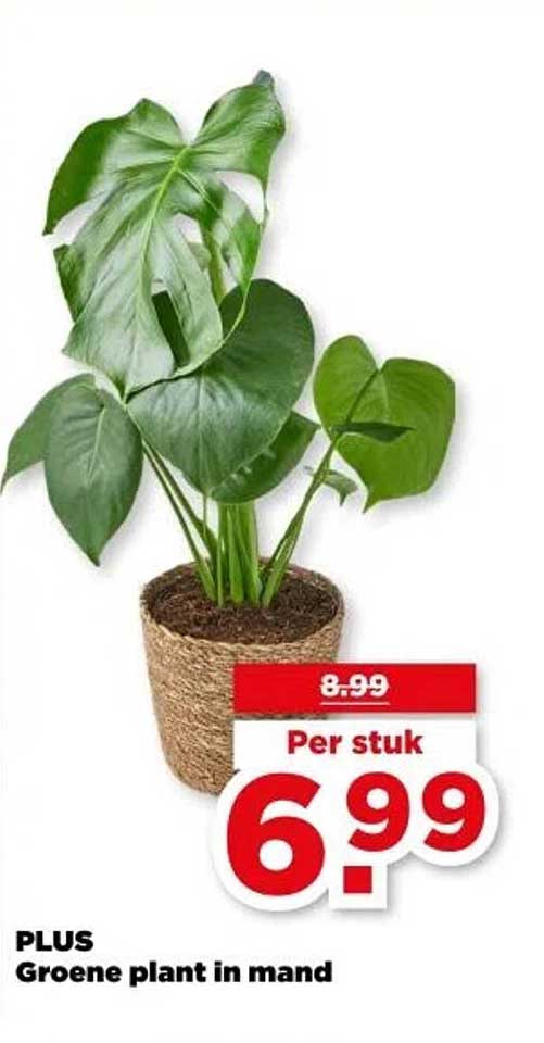 Groene plant in mand