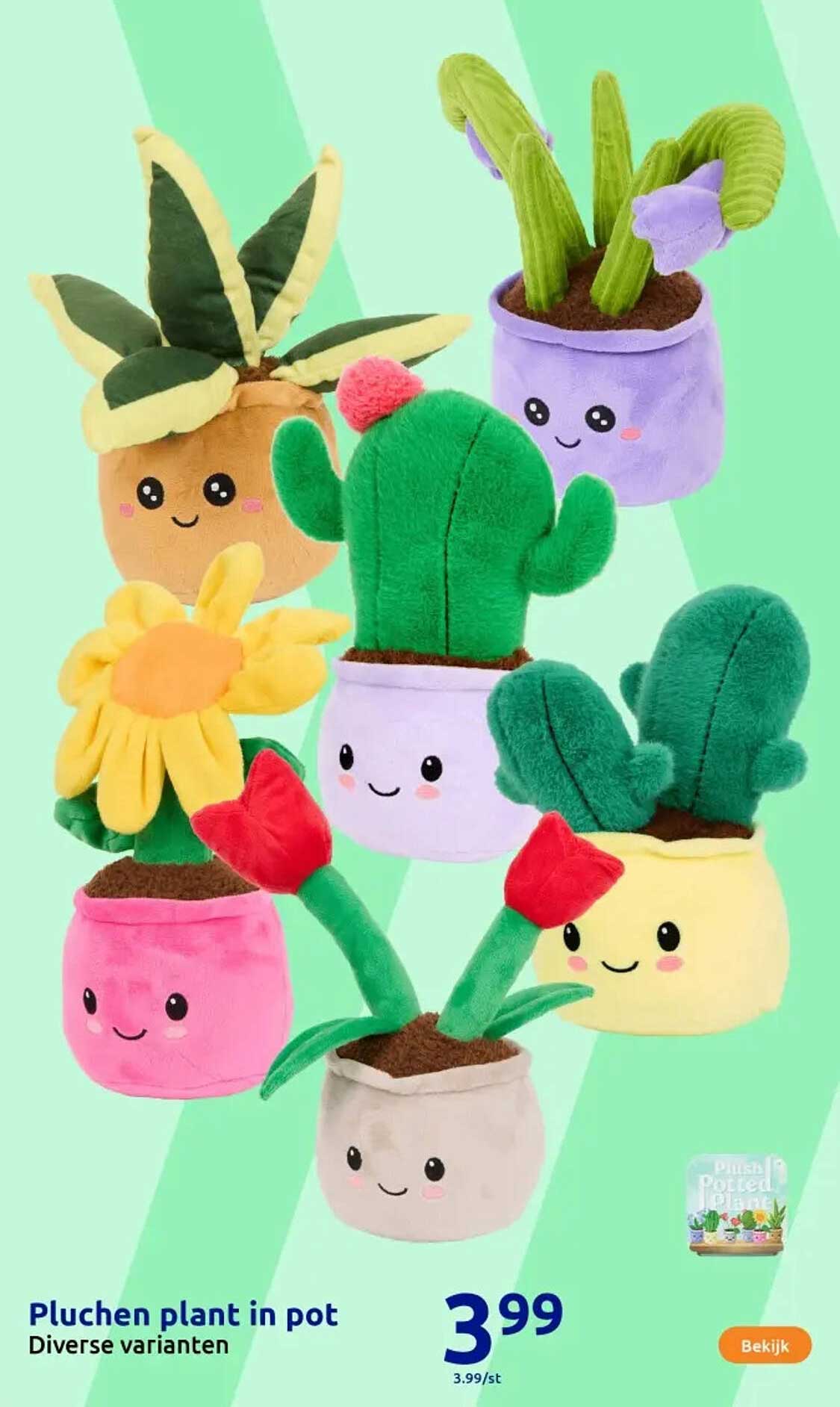 Pluchen plant in pot