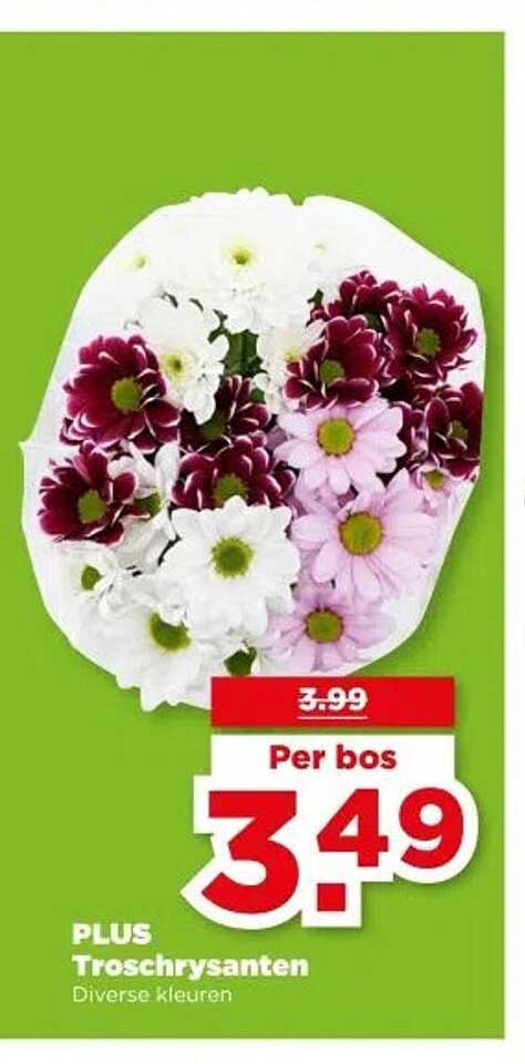 PLUS Troschrysanten