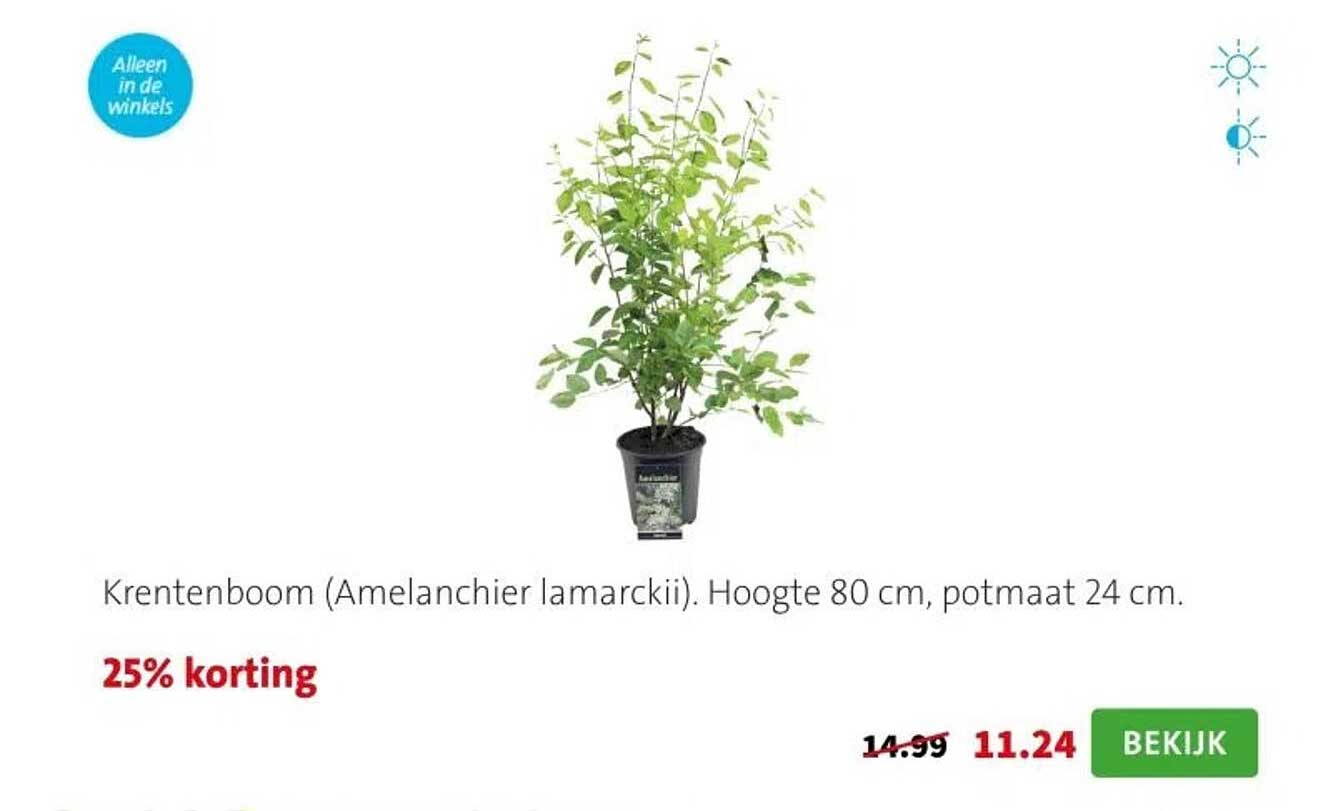 Krentenboom (Amelanchier lamarckii). Hoogte 80 cm, potmaat 24 cm.