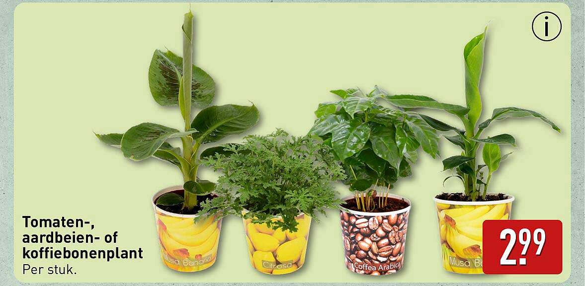 Tomaten-, aardbeien- of koffiebonenplant