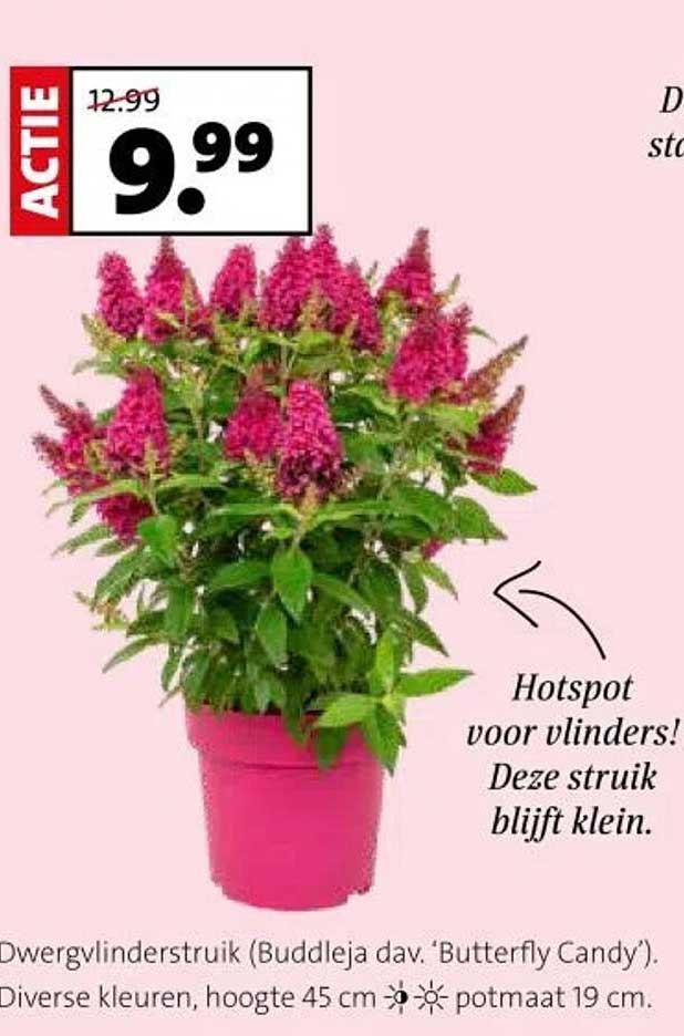 Dwergvlinderstruik (Buddleja dav. 'Butterfly Candy')