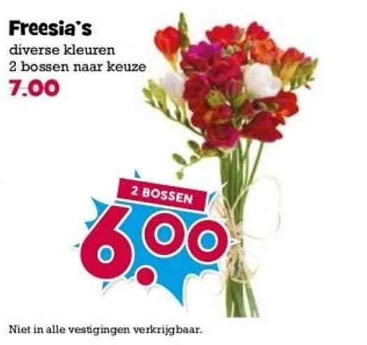 Freesia's diverse kleuren 2 bossen naar keuze