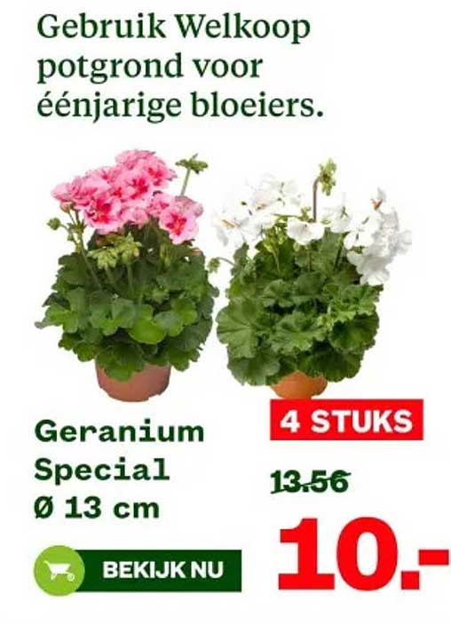 Geranium Special Ø 13 cm - 4 STUKS