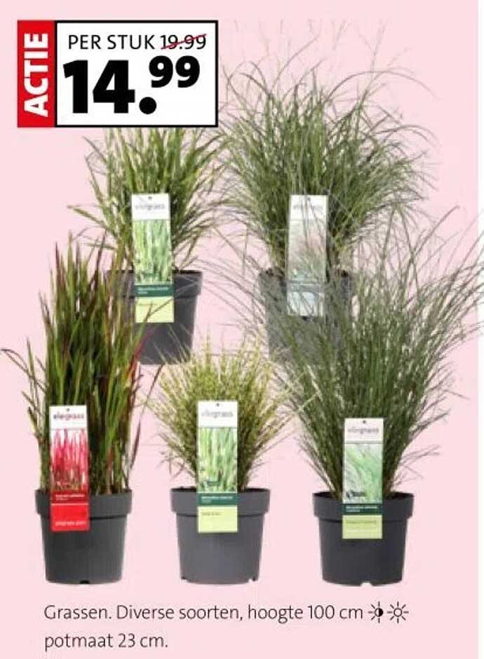 Grassen. Diverse soorten, hoogte 100 cm potmaat 23 cm.