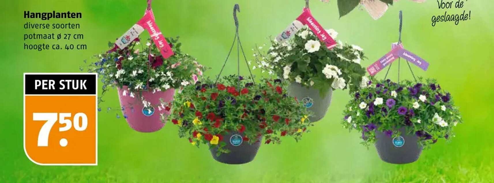 Hangplanten diverse soorten potmaat Ø 27 cm hoogte ca. 40 cm