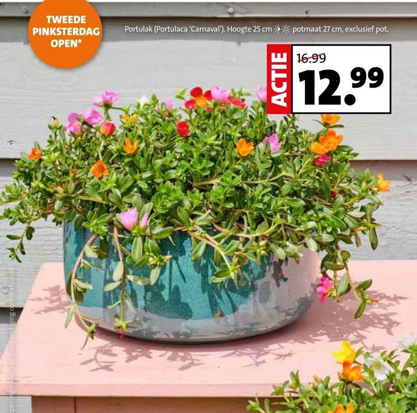 Portulak (Portulaca 'Carnaval')