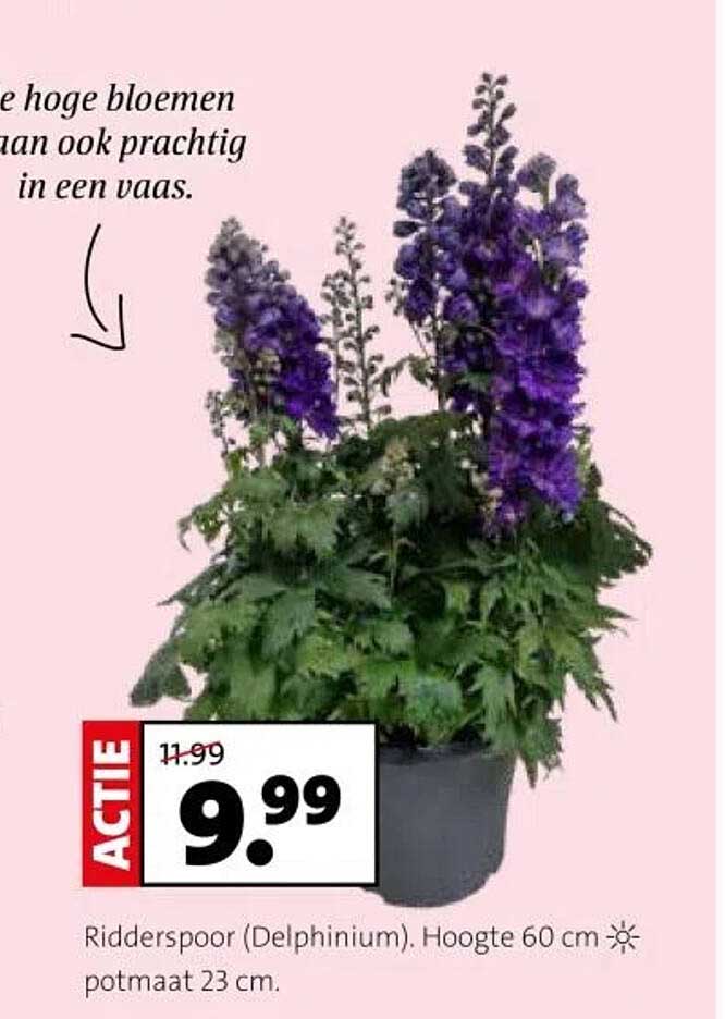 Ridderspoor (Delphinium). Hoogte 60 cm, potmaat 23 cm.