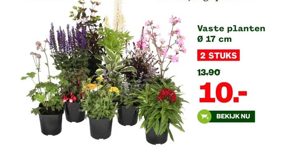 Vaste planten Ø 17 cm: 2 stuks voor €10,-
