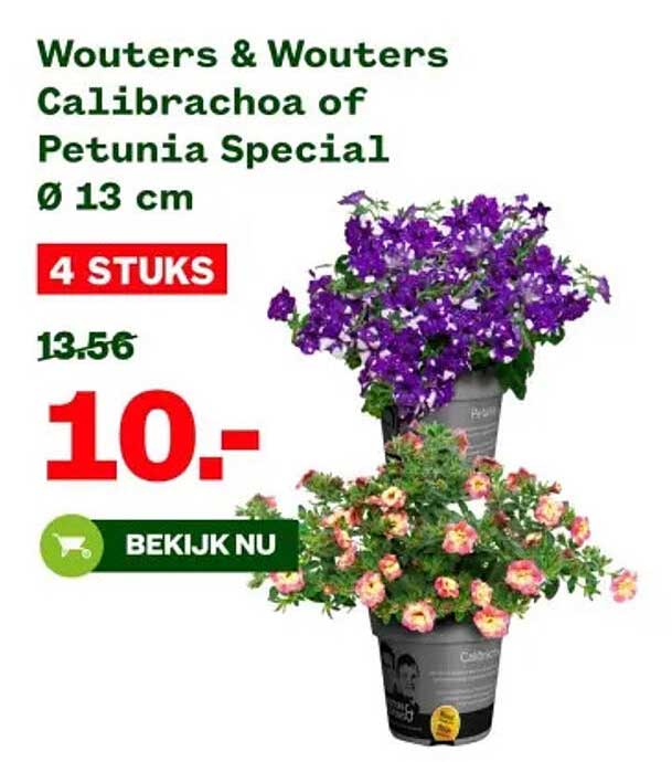Wouters & Wouters Calibrachoa of Petunia Special Ø 13 cm