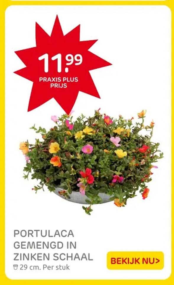 PORTULACA GEMENGD IN ZINKEN SCHAAL