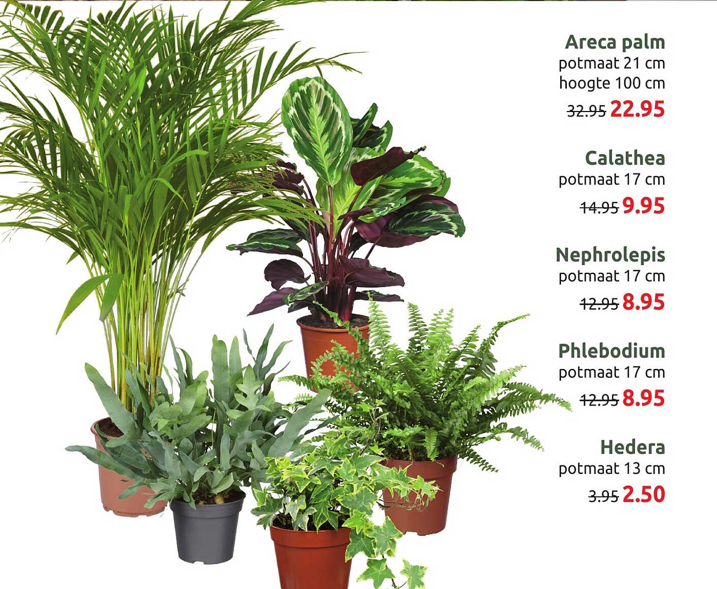 Areca palm