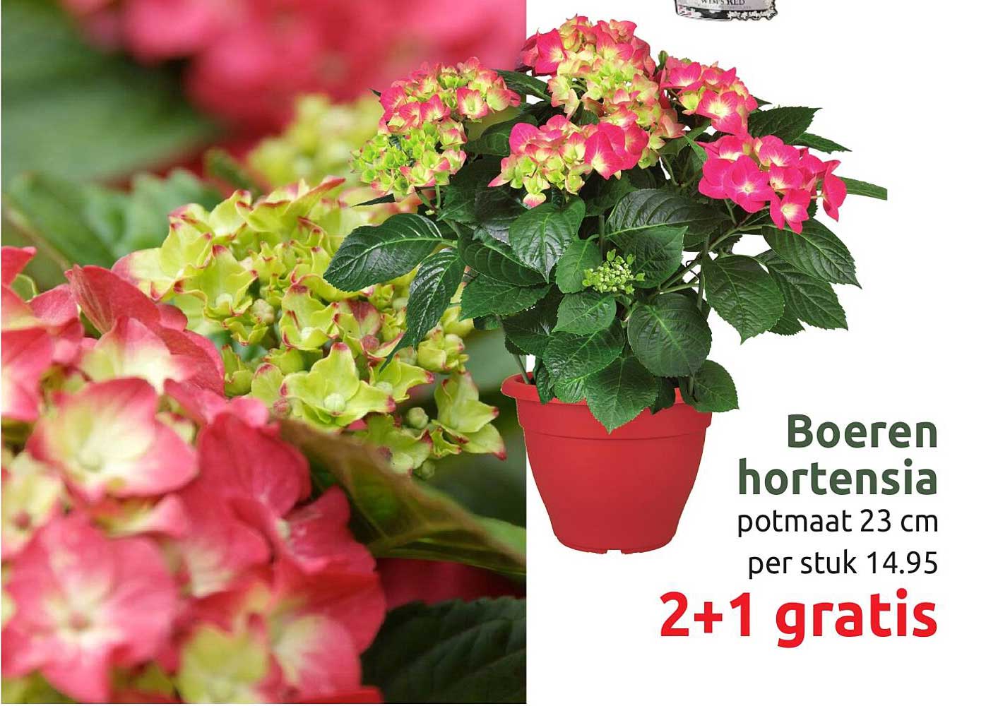 Boeren hortensia potmaat 23 cm per stuk 14.95 2+1 gratis