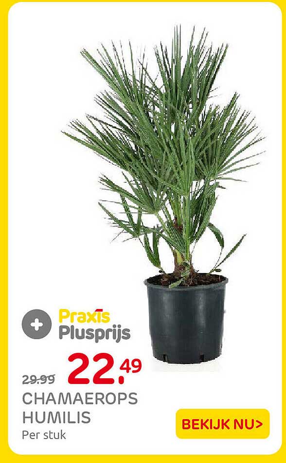 Chamaerops Humilis