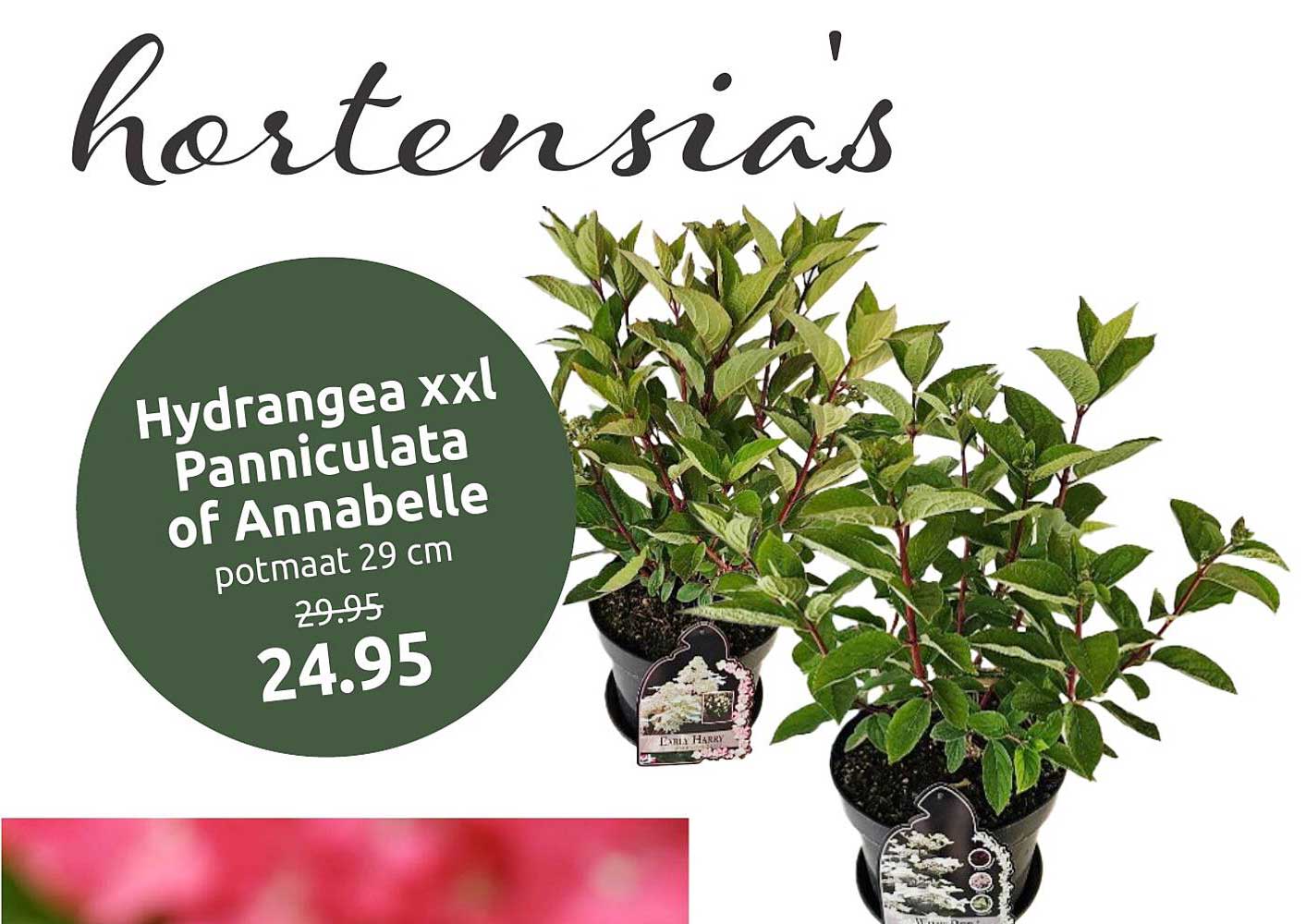 Hydrangea xxl Pannicula of Annabelle potmaat 29 cm