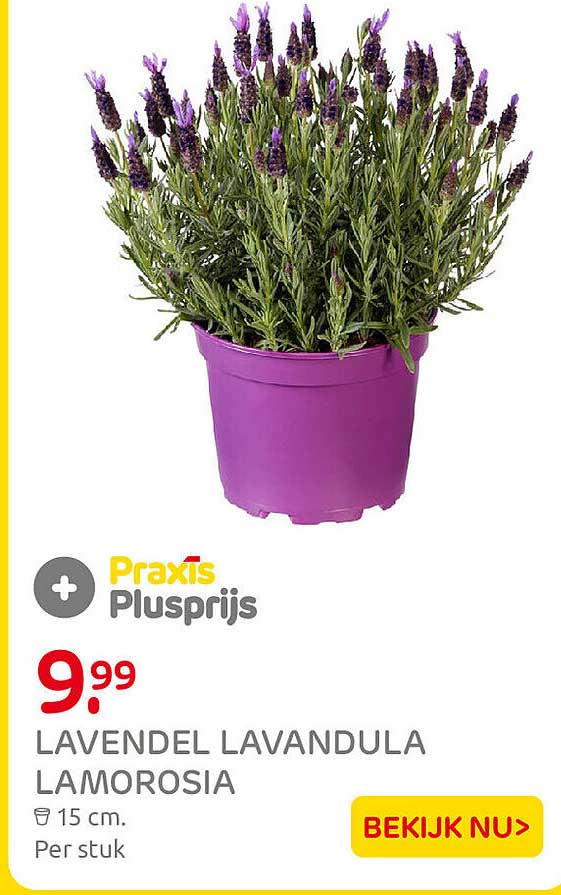 LAVENDEL LAVANDULA LAMOROSIA