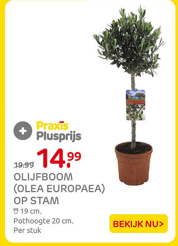 OLIJFBOOM (OLEA EUROPAEA) OP STAM