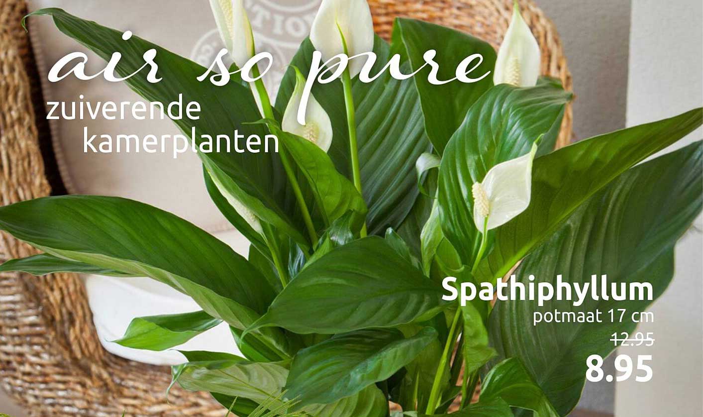 Spathiphyllum potmaat 17 cm