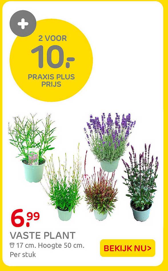 VASTE PLANT 2 VOOR 10.- PRAXIS PLUS PRIJS