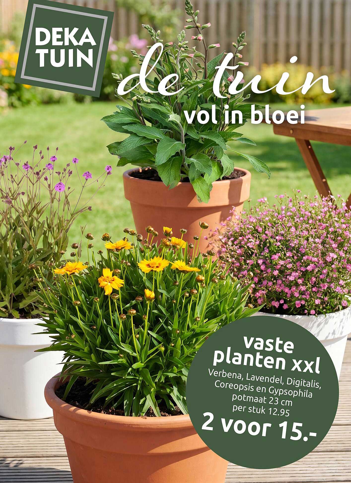 vaste planten xxl